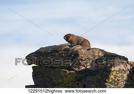 Stock Photograph - A hoary marmot (Marmota caligata) perches on a rock in the morning sun near Rock Cut in Rocky Mountain National Park, Colorado, United States of America. Fotosearch