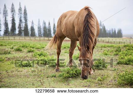 A horse grazes at Koele Stables; Lanai, Hawaii, United States of America View Large Photo Image Stock Photo - A horse grazes at Koele Stables; Lanai, Hawaii, United States of America. Fotosearch