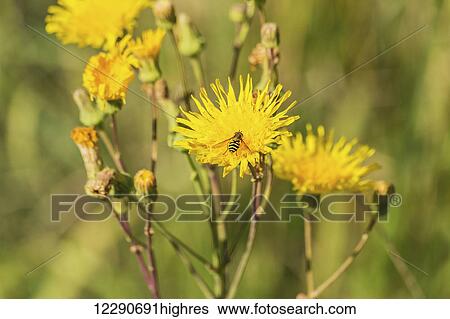 Stock Photograph - A hoverfly taking nectar from a yellow sow thistle (Sonchus arvensis); Edmonton, Alberta, Canada. Fotosearch