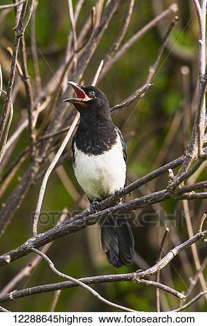 Stock Photograph - A juvenile magpie womanking on a tree branch in Kincaid Park, Anchorage, Southcentral Alaska, summer. Fotosearch