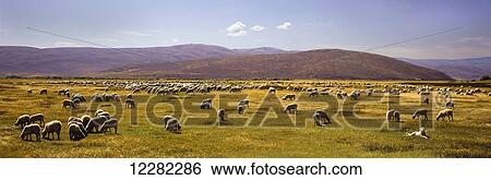 Stock Photograph - A large herd of sheep grazes in a meadow while a yellow Labrador Retriever keeps watch in the foreground, hills and blue sky beyond; Pickletown, Utah, United States of America. Fotosearch
