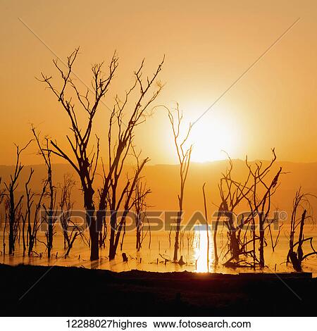 A line of dead trees in a lake silhouetted against the rising sun, low hills beneath an orange sky in the background; Nakuru, Kenya View Large Photo Image Stock Photograph - A line of dead trees in a lake silhouetted against the rising sun, low hills beneath an orange sky in the background; Nakuru, Kenya. Fotosearch