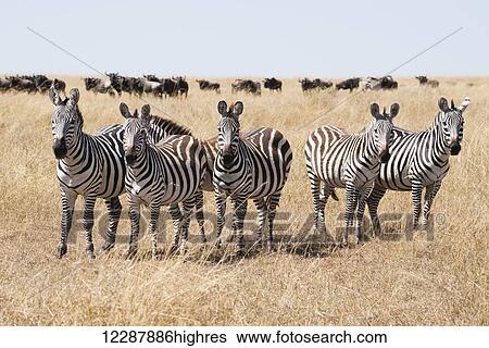 A line of five zebra (Equus quagga) stare at the camera surrounded by the long grass of the African savannah, a herd of wildebeest (Connochaetes) seen on the horizon in the background beneath a blue sky; Narok, Kenya View Large Photo Image Stock Photograph - A line of five zebra (Equus quagga) stare at the camera surrounded by the long grass of the African savannah, a herd of wildebeest (Connochaetes) seen on the horizon in the background beneath a blue sky; Narok, Kenya. Fotosearch