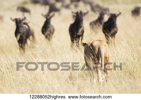 Stock Photograph - A lioness (Panthera leo) seen from behind confronts a group of wildebeest on the African savannah, the five wildebeest stand looking at her warily; Narok, Kenya. Fotosearch