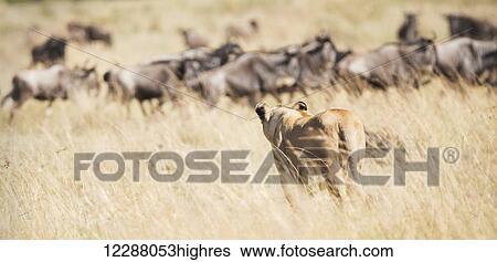 Stock Photograph - A lioness (Panthera leo) seen from behind confronts a group of wildebeest on the African savannah, the five wildebeest stand looking at her warily; Narok, Kenya. Fotosearch