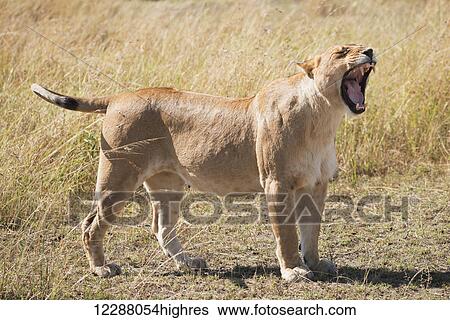 Stock Photograph - A lioness (Panthera leo) stands on the grass of the African savannah yawning with her eyes closed and mouth wide open, showing all her teeth; Narok, Kenya. Fotosearch
