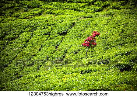 Stock Photograph - A lone poinsettia plant stands above the green tea leaves of a Sumatran tea plantation; Sumatra, Indonesia. Fotosearch