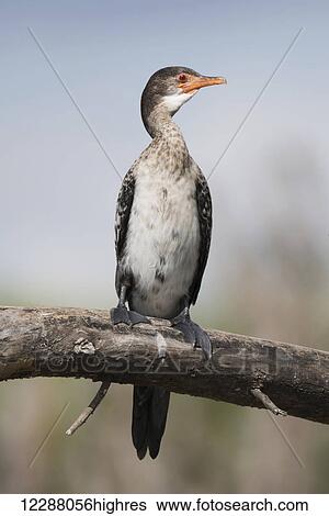 Stock Photograph - A long-tailed cormorant (Phalacrocorax africanus) with red eyes and black and white feathers is perched on a branch with its wings folded, against a blue sky; Kenya. Fotosearch