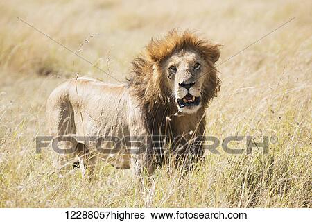 Stock Photograph - A male lion (Panthera leo) standing in the grass on the African savannah with his mouth slightly open as he starts to yawn; Narok, Kenya. Fotosearch