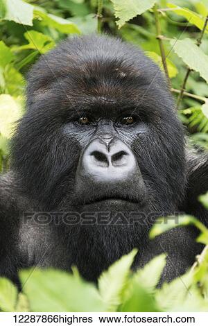 Stock Photograph - A Male Silverback Gorilla (Gorilla beringei beringei) Looks Into The Distance With His Head Surrounded By Leaves And Branches In The Forest; Nkuli, Western Province, Rwanda. Fotosearch