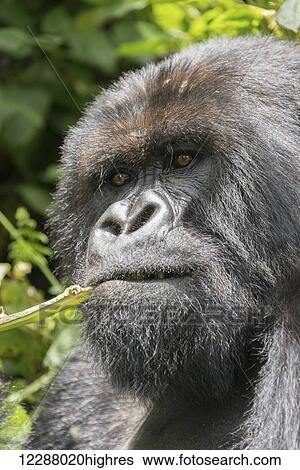A male silverback gorilla (Gorilla beringei beringei) looks into the distance while nibbling on a branch in the dense green undergrowth of the forest; Nkuli, Western Province, Rwanda View Large Photo Image Stock Photograph - A male silverback gorilla (Gorilla beringei beringei) looks into the distance while nibbling on a branch in the dense green undergrowth of the forest; Nkuli, Western Province, Rwanda. Fotosearch