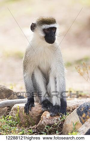 Stock Photograph - A male vervet monkey sitting on rocks in a dusty patch of ground with a few tufts of grass on it, he has a black face and paws and grey and brown fur; Nyabushozi, Western Region, Uganda. Fotosearch