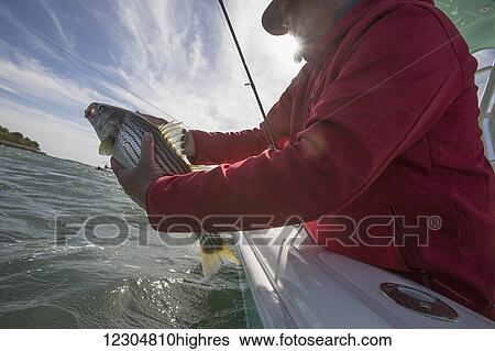 A man holds fish off the edge of a boat on the Atlantic coast; Cape Cod, Massachusetts, United States of America View Large Photo Image Stock Photograph - A man holds fish off the edge of a boat on the Atlantic coast; Cape Cod, Massachusetts, United States of America. Fotosearch
