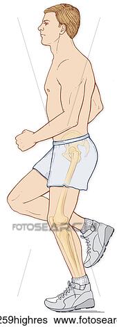 A man running hilighting his hip and leg bones View Large Photo Image Stock Photograph - A man running hilighting his hip and leg bones. Fotosearch