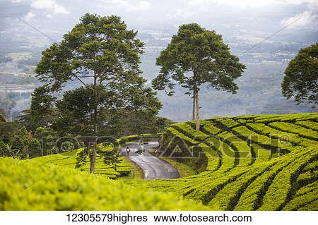 A man walks a winding road through a plantation of tea isolated and alone; Sumatra, Indonesia View Large Photo Image Stock Photograph - A man walks a winding road through a plantation of tea isolated and alone; Sumatra, Indonesia. Fotosearch