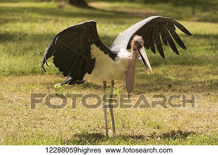 Stock Photograph - A marabou stork (Leptoptilos crumeniferus) is stretching its wings in a grassy clearing in the sunshine, dappled sunlight casting a pattern of shadows on the grass; Kenya. Fotosearch