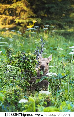 A moose calf feeding in Kincaid Park, Anchorage, Southcentral Alaska, summer View Large Photo Image Stock Photograph - A moose calf feeding in Kincaid Park, Anchorage, Southcentral Alaska, summer. Fotosearch