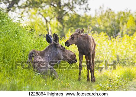 A moose cow and calf in Kincaid Park, Anchorage, Southcentral Alaska, summer View Large Photo Image Stock Photograph - A moose cow and calf in Kincaid Park, Anchorage, Southcentral Alaska, summer. Fotosearch