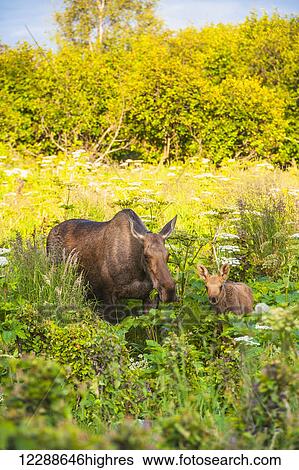 Stock Photograph - A moose cow and calf in Kincaid Park, Anchorage, Southcentral Alaska, summer. Fotosearch