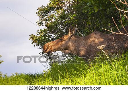 Stock Photograph - A moose cow in Kincaid Park, Anchorage, Southcentral Alaska, summer. Fotosearch