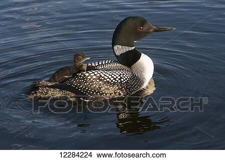 A mother duck carries her baby duck on her back while swimming in a lake; Kenora, Ontario, Canada View Large Photo Image Picture - A mother duck carries her baby duck on her back while swimming in a lake; Kenora, Ontario, Canada. Fotosearch