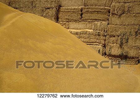 Stock Image - A mound of processed corn (corn gluten meal) used for cattle and chicken feed is piled in front of hay bales, also used for feed, Imperial Valley; Imperial, California, United States of America. Fotosearch