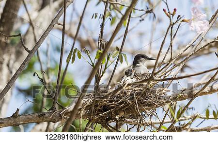 Stock Photograph - A nesting songbird native endemic to Cuba sits in a nest in the tree branches with hatchling baby birds waiting to feed; Varadero, Cuba. Fotosearch