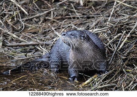 Stock Photograph - A North American River Otter (Lontra canadensis) on the lookout for food; Pitt Meadows, British Columbia, Canada. Fotosearch