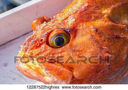 Stock Photograph - A orange Rockfish ((Sebastidae) on a boat after being fished out of Prince William Sound; Whittier, Alaska, United States of America. Fotosearch