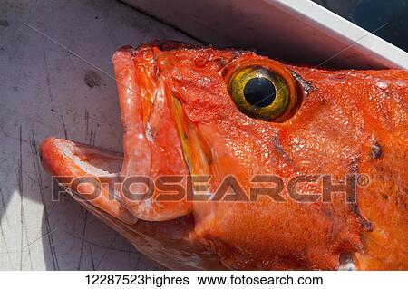 Stock Photograph - A orange Rockfish ((Sebastidae) on a boat after being fished out of Prince William Sound; Whittier, Alaska, United States of America. Fotosearch