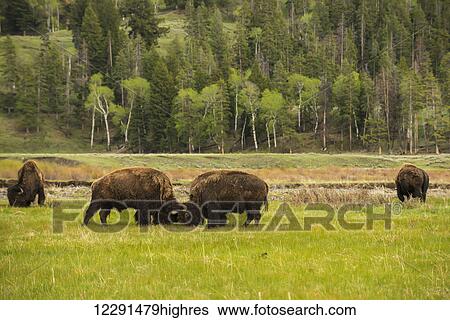 Stock Photograph - A pair of American bison (bison bison) spar in the Lamar Valley in Yellowstone National Park; Wyoming, United States of America. Fotosearch