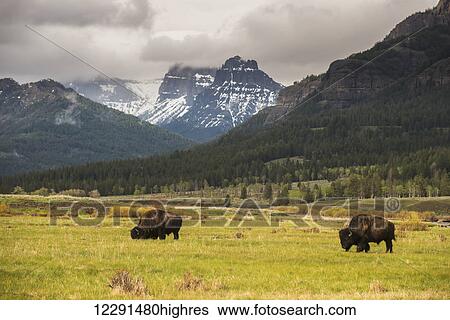 A pair of American bison (bison bison) graze in the Lamar Valley in Yellowstone National Park; Wyoming, United States of America View Large Photo Image Stock Photograph - A pair of American bison (bison bison) graze in the Lamar Valley in Yellowstone National Park; Wyoming, United States of America. Fotosearch