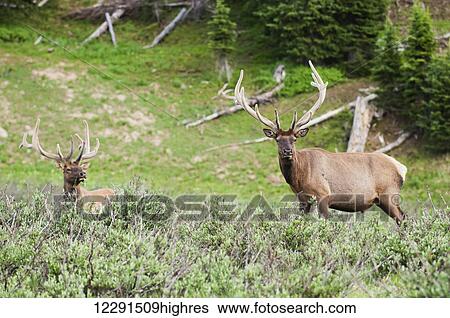 Stock Photograph - A pair of bull elk (Cervus canadensis) graze near Timber Creek in Rocky Mountain National Park; Colorado, United States of America. Fotosearch