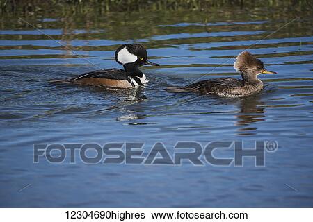 A pair of Hooded Mergansers (Lophodytes cucullatus) swim near the auto tour route at Ridgefield National Wildlife Refuge; Ridgefield, Washington, United States of America View Large Photo Image Stock Photograph - A pair of Hooded Mergansers (Lophodytes cucullatus) swim near the auto tour route at Ridgefield National Wildlife Refuge; Ridgefield, Washington, United States of America. Fotosearch