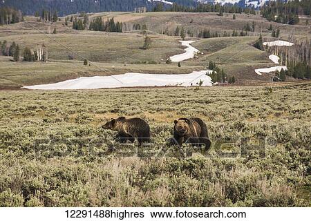A pair of juvenile brown bears (ursus arctos) move through the Gardners Hole area of Yellowstone National Park; Wyoming, United States of America View Large Photo Image Stock Photograph - A pair of juvenile brown bears (ursus arctos) move through the Gardners Hole area of Yellowstone National Park; Wyoming, United States of America. Fotosearch