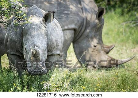 A pair of rhinoceros (Rhinocerotidae) on the Dinokeng Game Reserve; South Africa View Large Photo Image Stock Photograph - A pair of rhinoceros (Rhinocerotidae) on the Dinokeng Game Reserve; South Africa. Fotosearch