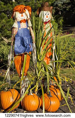 A pair of scarecrows (female and male) with large pumkins in a park; Calgary, Alberta, Canada View Large Photo Image Stock Photograph - A pair of scarecrows (female and male) with large pumkins in a park; Calgary, Alberta, Canada. Fotosearch