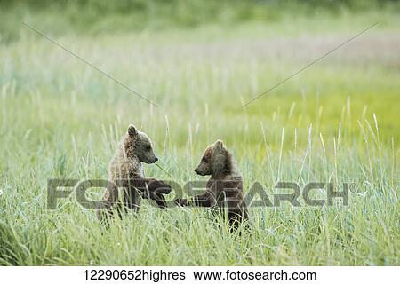 A pair of spring brown bear cubs spar in tall sedge grasses in Lake Clark National Park & Preserve, Alaska. View Large Photo Image Stock Photograph - A pair of spring brown bear cubs spar in tall sedge grasses in Lake Clark National Park & Preserve, Alaska.. Fotosearch