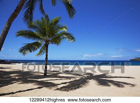 Stock Photograph - A palm tree on the sunny and empty Hulopoe Beach; Lanai, Hawaii, United States of America. Fotosearch