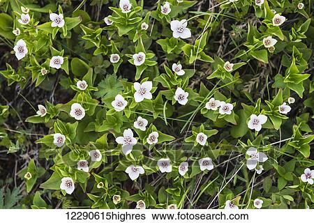 A patch of Dwarf Dogwood on a shaded hillside in Anchorage, Alaska. View Large Photo Image Stock Photograph - A patch of Dwarf Dogwood on a shaded hillside in Anchorage, Alaska.. Fotosearch