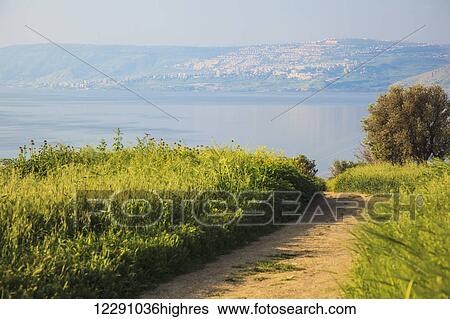 A path lined with tall grass and a view of the tranquil Sea of Galilee; Israel View Large Photo Image Stock Photograph - A path lined with tall grass and a view of the tranquil Sea of Galilee; Israel. Fotosearch