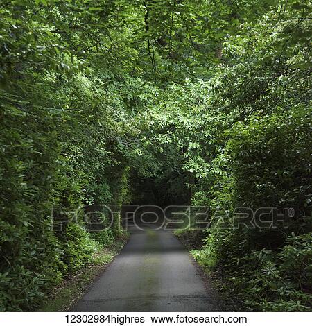 A path with a canopy of lush foliage; Scotland View Large Photo Image Stock Photograph - A path with a canopy of lush foliage; Scotland. Fotosearch