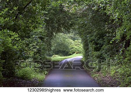 Stock Photograph - A path with a canopy of lush foliage; Scotland. Fotosearch