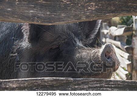 Stock Photography - A pig peering through the wooden fence rails; Jarrow, England. Fotosearch