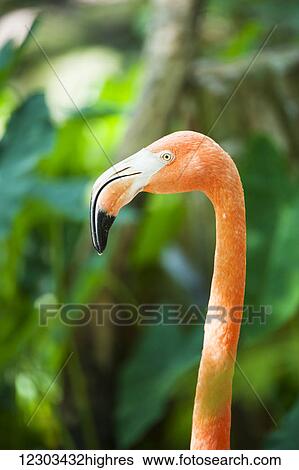 Stock Photograph - A pink flamingo poses; Ocala, Florida, United States of America. Fotosearch