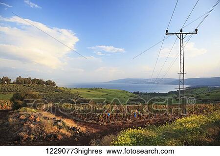 Stock Photograph - A power line going over a crop with Lake Kinneret in the distance; Galilee, Israel. Fotosearch