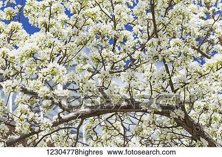 Stock Photograph - A profusion of white blossoms cover the branches of a crab apple (Malus) tree in spring; Alberta, Canada. Fotosearch