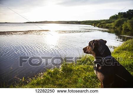 Stock Image - A puppy looks out over the lake on a summer morning; Alberta, Canada. Fotosearch