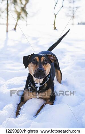 A puppy plays in the snow, Parkland County; Alberta, Canada View Large Photo Image Stock Photograph - A puppy plays in the snow, Parkland County; Alberta, Canada. Fotosearch