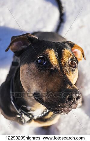 Stock Photograph - A puppy plays in the snow, Parkland County; Alberta, Canada. Fotosearch